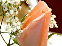 Peach 2